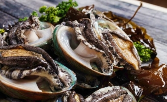 Bào ngư Hàn Quốc được Chungsanbada nuôi trồng tự nhiên tại vùng đảo Wando