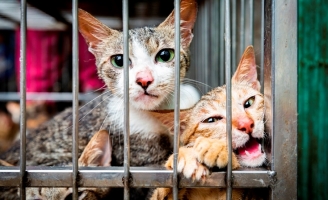 Cùng chung tay bảo vệ 