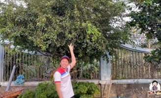 Hoài Linh khoe cây 8 tỷ ra quả